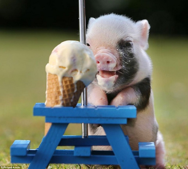 Image result for pig eating ice cream bar
